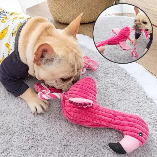 frenchie joue avec Peluche pour chien sur moquette grise