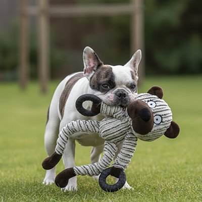 frenchie joue avec Peluche pour chien sur pelouse