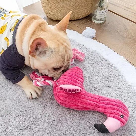 frenchie joue avec Peluche pour chien