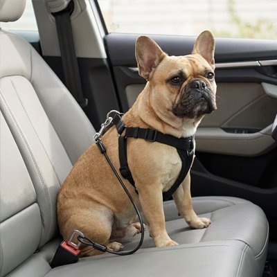 frenchie portant Ceinture de sécurité pour chien est assis sur banquette arrière de voiture