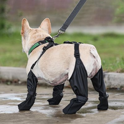 frenchie porte bottes pour chien noires sur trottoir