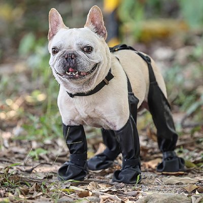 frenchie porte bottes pour chien sur pelouse en automne