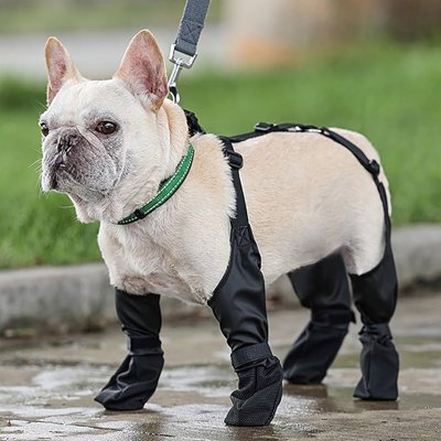 frenchie porte bottes pour chien sur sentier trempé