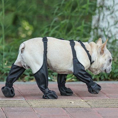frenchie porte bottes pour chien sur sol pavé