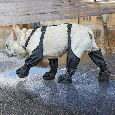 frenchie porte bottes pour chien sur sol trempé
