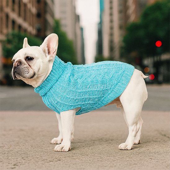 frenchie porte Pull chien bleu debout dans la rue