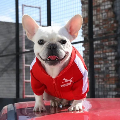 frenchie porte Pull chien rouge sur toit voiture