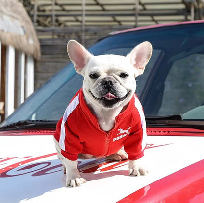 frenchie porte Pull chien rouge sur voiture rouge et blanc