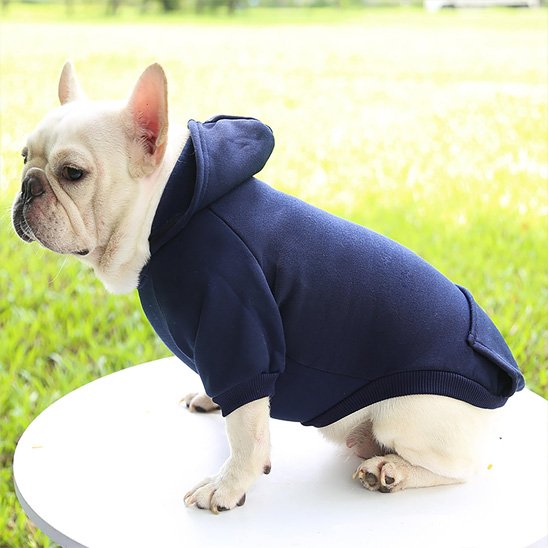 frenchie porte Pull pour chien bleu assis sur table blanche