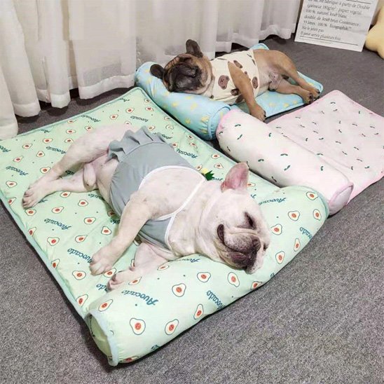 frenchies dorment sur Tapis rafraichissant chien sur plancher