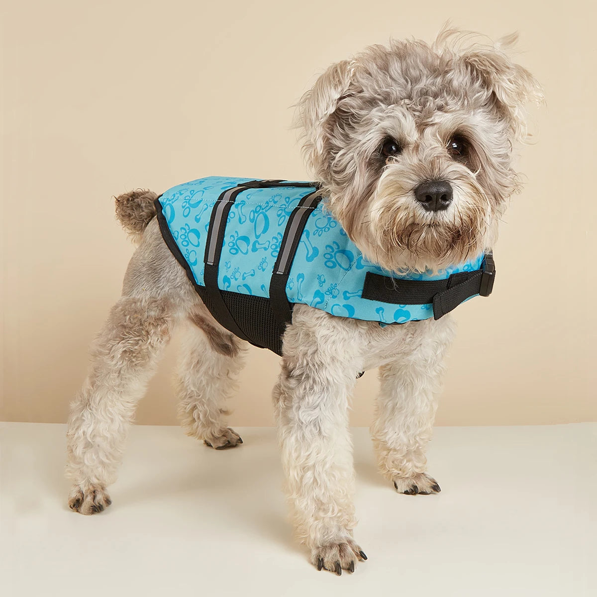 chien gris porte gilet de sauvetage chien bleu sur canape blanc