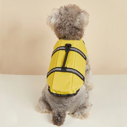 chien gris porte gilet de sauvetage chien jaune sur canape blanc