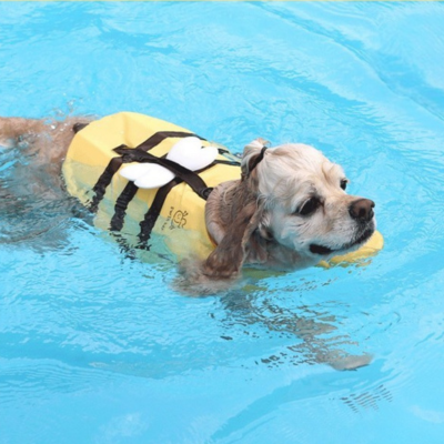 chien beige portant gilet de sauvetage chien neage dans piscine