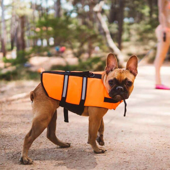 chien gris porte gilet de sauvetage chien orange sur plage boisee