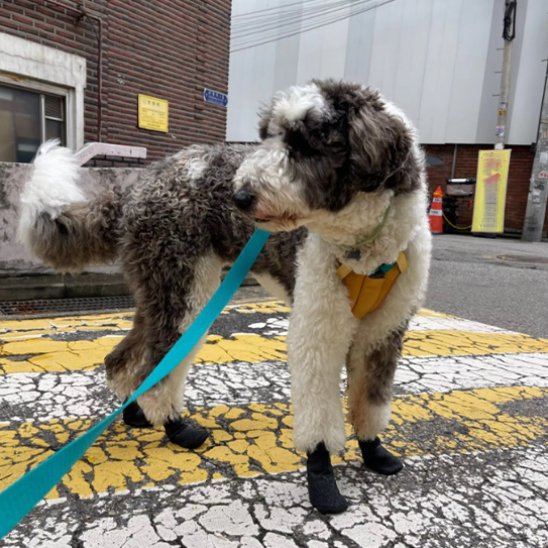 golden doodle blanc et noir portant Chaussure chiens noire est en laisse sur sol en bitume