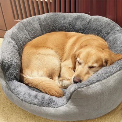 golden retriever dans Panier pour chien