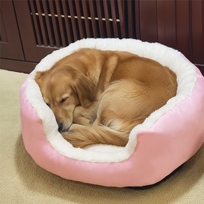 golden retriever dans Panier pour chien