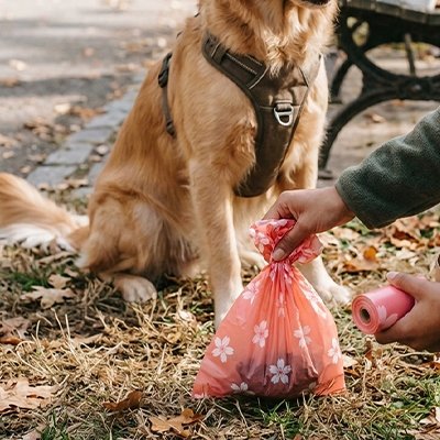 golden retriever derrière Sac a crotte 