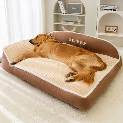 golden retriever dort dans Panier pour Chien sur moquette blanche