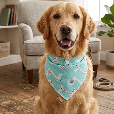 golden retriever portant Bandana pour Chien assis sur sol
