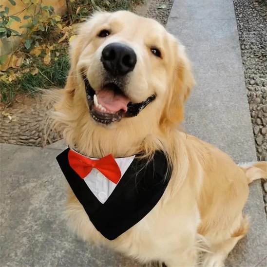 golden retriever portant Bandana pour Chiens sourit 