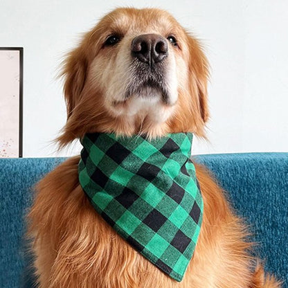 golden retriever portant Bandanas Chien est assis sur canapé bleu