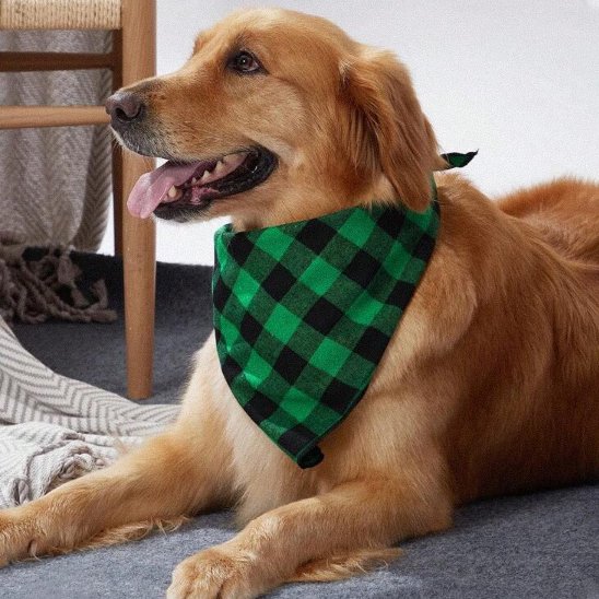 golden retriever portant Bandanas Chien est couché sur moquette grise