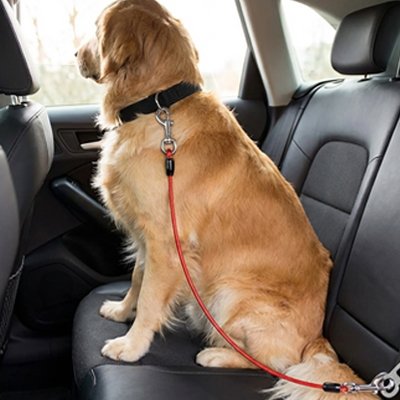 golden retriever portant Ceinture de sécurité pour chien est assis sur banquette arrière de voiture