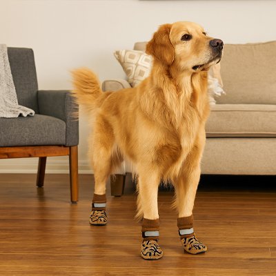 golden retriever portant Chaussette chien attend sur plancher de bois