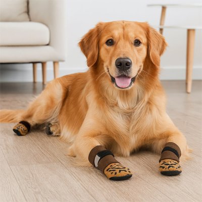 golden retriever portant Chaussette chien est couché sur plancher de bois