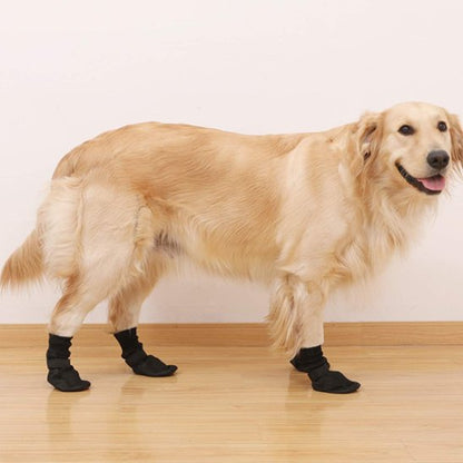 golden retriever portant Chaussure chiens marche sur sol de bois 