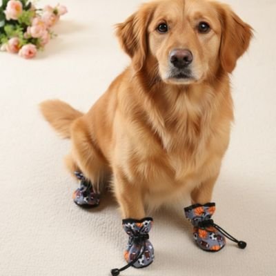 golden retriever portant Chaussures pour Chien assis sur sol blanc