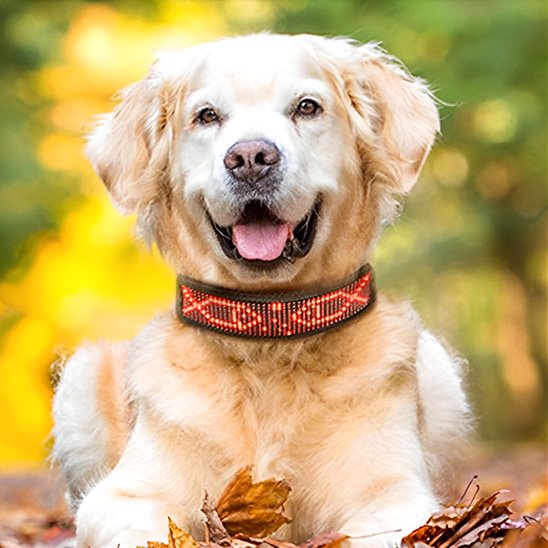 golden retriever portant collier lumineux chien est couche sur feuilles automnales