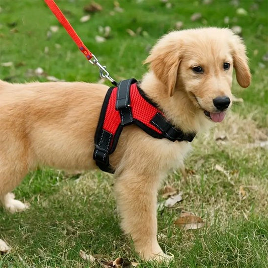 golden retriever portant Harnais pour chien rouge est sur pelouse