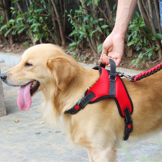 golden retriever portant Harnais pour chien rouge est sur ciment