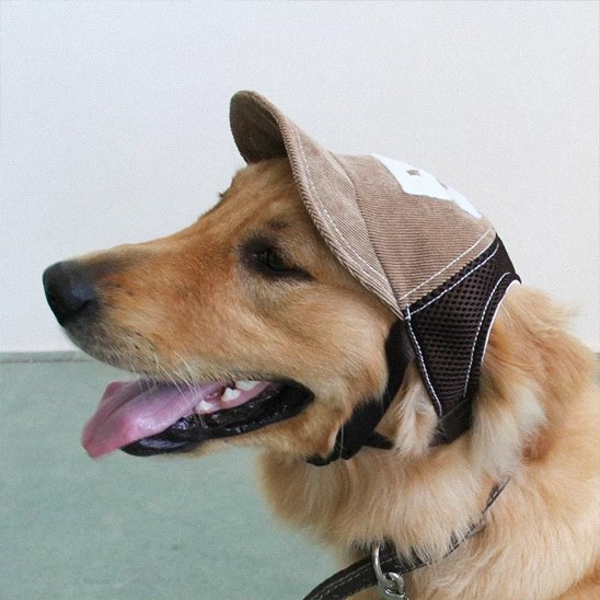 golden retriever porte Casquette pour chien sur moquette grise