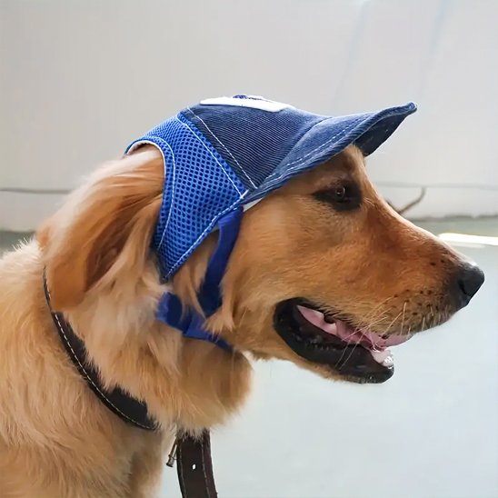 golden retriever porte Casquette pour chien sur plage