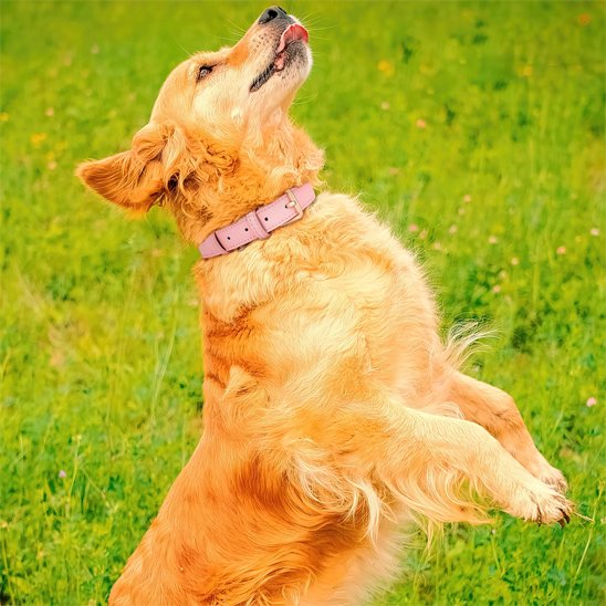 golden retriever porte collier chien rose