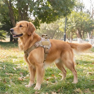golden retriever porte Harnais chien dans parc