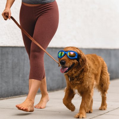 golden retriever porte Lunette pour chien​ en marchant sur trottoir avec dame
