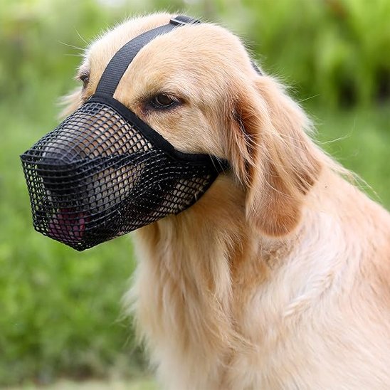 golden retriever porte Muselière chien noire