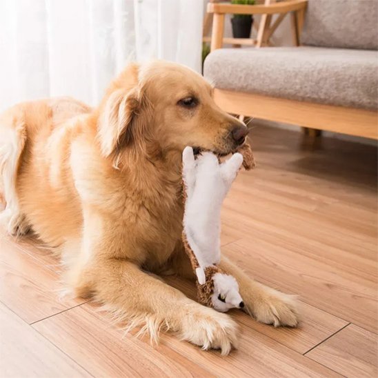 golden retriever tient Peluche pour chien dans sa gueule