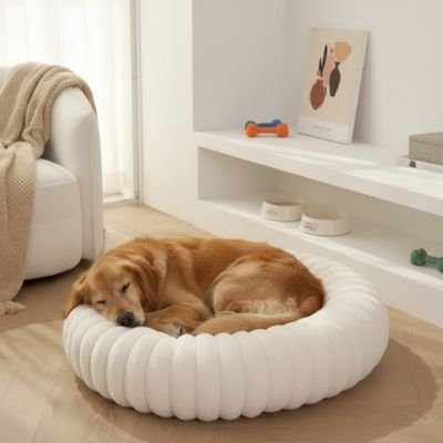 golden retriver dans Panier à Chien blanc