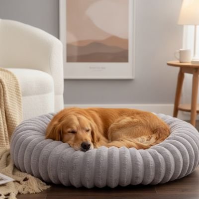 golden retriver dans Panier à Chien 