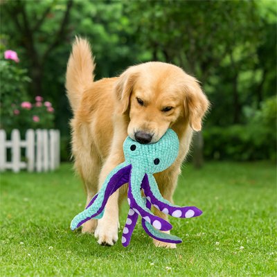 golden retriver joue avec Peluche Chien sur pelouse