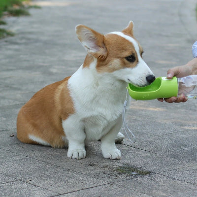corgi boit eau de gourde chien verte sue sentier pédestre