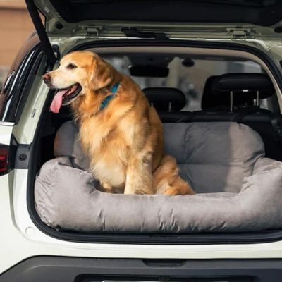 golden-retriever-assis-sur-grand-panier-gris-pale-arriere-de-vehicule-utilitaire-blanc