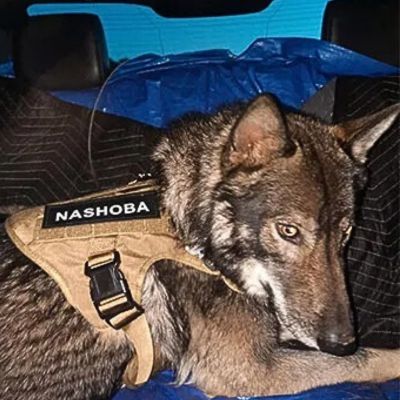 berger allemand couche dans voiture avec harnais anti traction