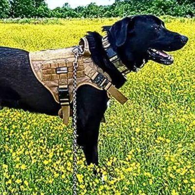 labrador noir debout dans champ de fleurs jaunes porte harnais anti traction