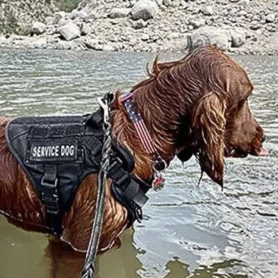 epagneul brun dans riviere porte harnais anti traction